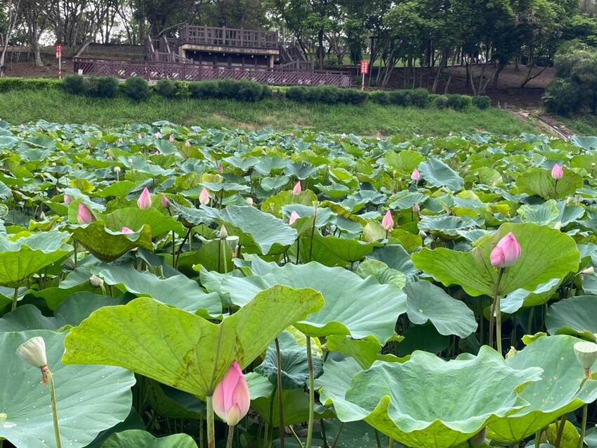 【台南白河景點】「白河蓮花公園」夏日賞荷最佳地點∣沉浸在隨風搖曳粉嫩的花海中∣