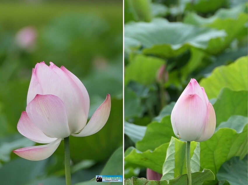 【台南白河景點】「白河蓮花公園」夏日賞荷最佳地點∣沉浸在隨風搖曳粉嫩的花海中∣