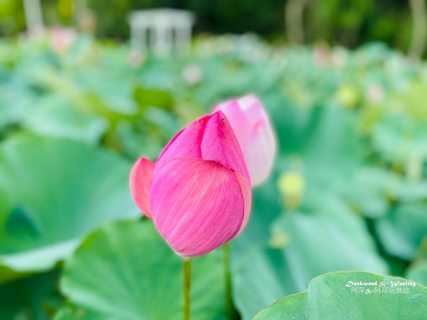 【台南白河景點】「白河蓮花公園」夏日賞荷最佳地點∣沉浸在隨風搖曳粉嫩的花海中∣