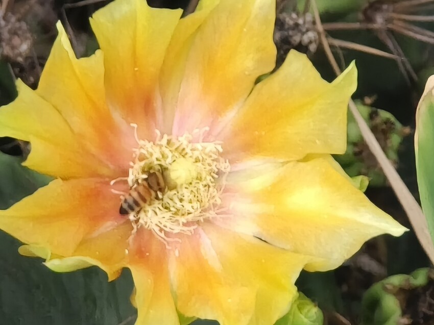 【台南景點】台江四草海堤「台江阿嬤」∣漂流木藝術地景創作∣「吾海吾江」台江最熱門的打卡景點∣