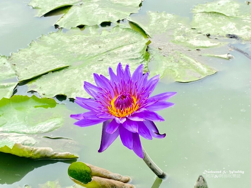 【台南白河景點】「白河蓮花公園」夏日賞荷最佳地點∣沉浸在隨風搖曳粉嫩的花海中∣