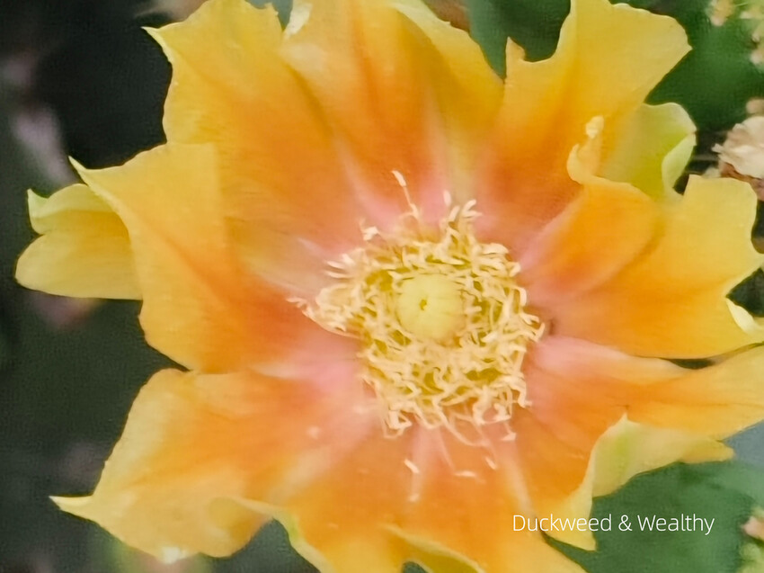 【台南景點】台江四草海堤「台江阿嬤」∣漂流木藝術地景創作∣「吾海吾江」台江最熱門的打卡景點∣