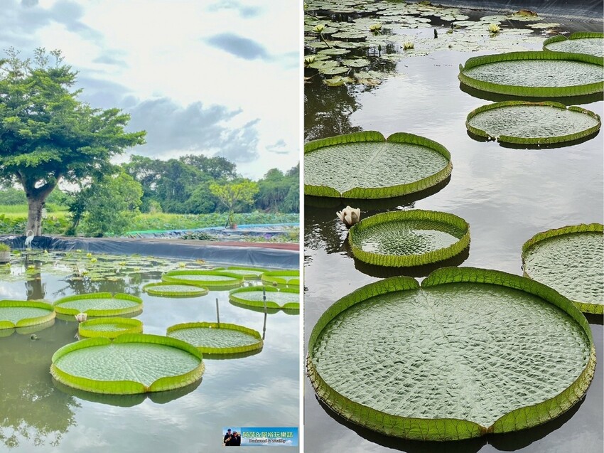 【台南白河景點】「白河蓮花公園」夏日賞荷最佳地點∣沉浸在隨風搖曳粉嫩的花海中∣