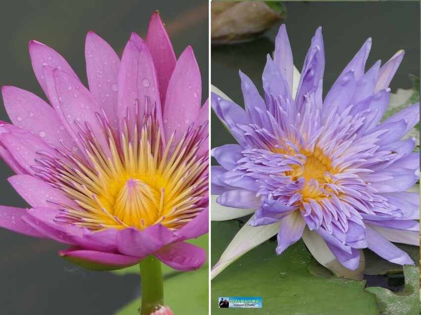 【台南白河景點】「白河蓮花公園」夏日賞荷最佳地點∣沉浸在隨風搖曳粉嫩的花海中∣
