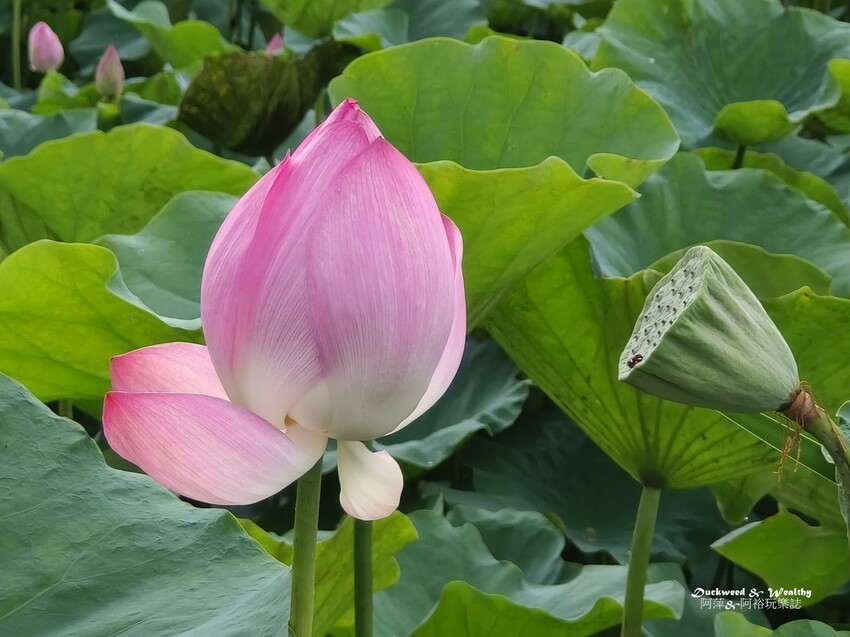 【台南白河景點】「白河蓮花公園」夏日賞荷最佳地點∣沉浸在隨風搖曳粉嫩的花海中∣
