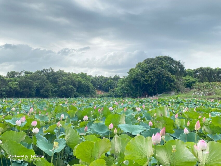 【台南白河景點】「白河蓮花公園」夏日賞荷最佳地點∣沉浸在隨風搖曳粉嫩的花海中∣