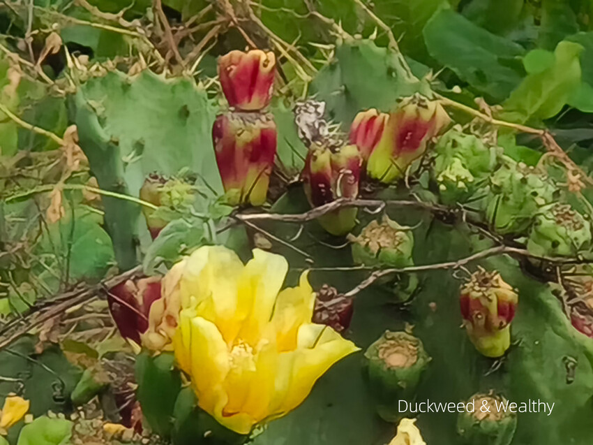 【台南景點】台江四草海堤「台江阿嬤」∣漂流木藝術地景創作∣「吾海吾江」台江最熱門的打卡景點∣