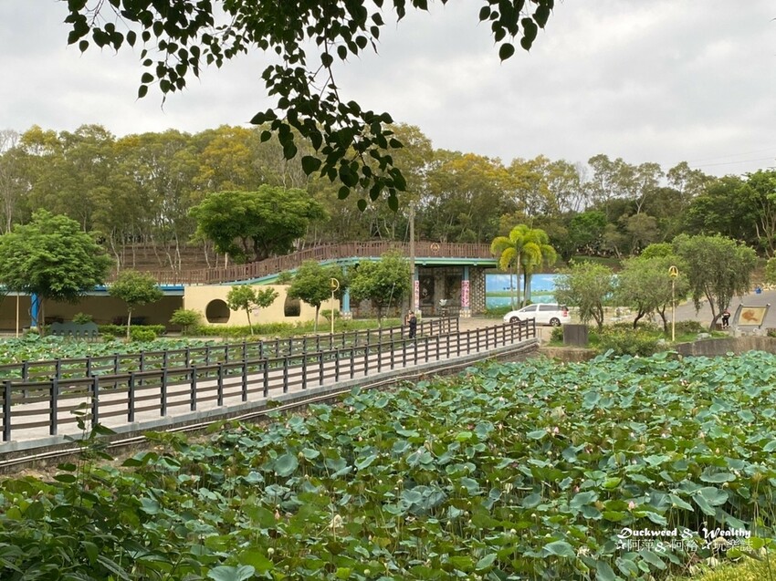 【台南白河景點】「白河蓮花公園」夏日賞荷最佳地點∣沉浸在隨風搖曳粉嫩的花海中∣