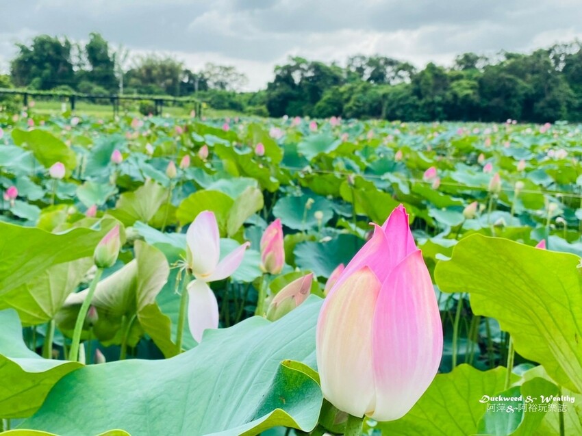 【台南白河景點】「白河蓮花公園」夏日賞荷最佳地點∣沉浸在隨風搖曳粉嫩的花海中∣