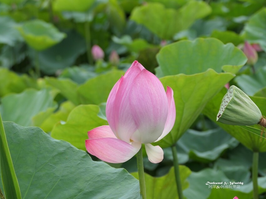 【台南白河景點】「白河蓮花公園」夏日賞荷最佳地點∣沉浸在隨風搖曳粉嫩的花海中∣