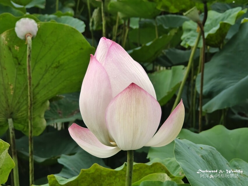 【台南白河景點】「白河蓮花公園」夏日賞荷最佳地點∣沉浸在隨風搖曳粉嫩的花海中∣