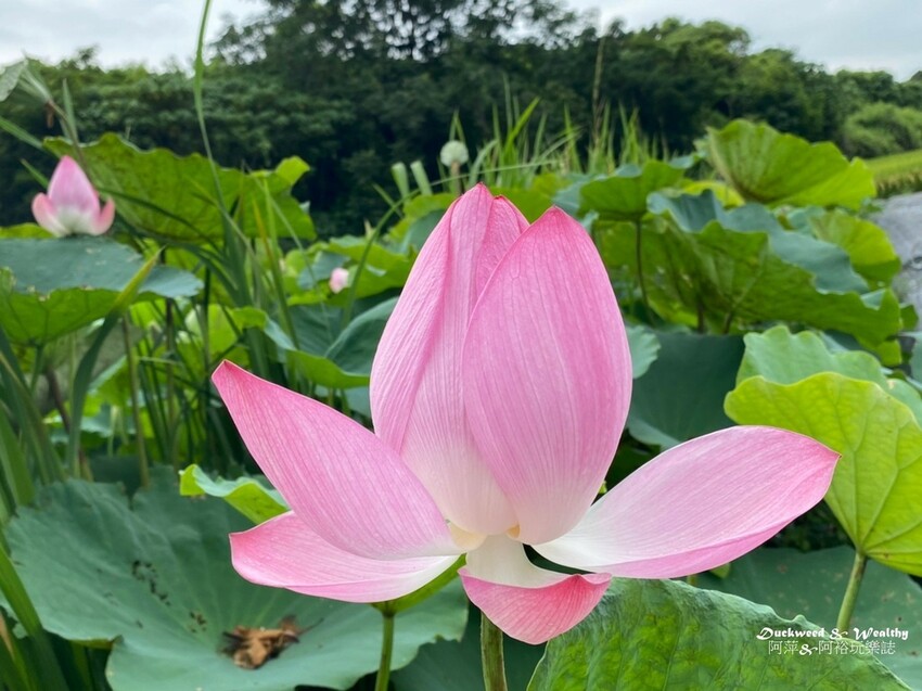 【台南白河景點】「白河蓮花公園」夏日賞荷最佳地點∣沉浸在隨風搖曳粉嫩的花海中∣