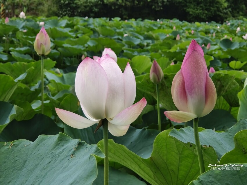 【台南白河景點】「白河蓮花公園」夏日賞荷最佳地點∣沉浸在隨風搖曳粉嫩的花海中∣