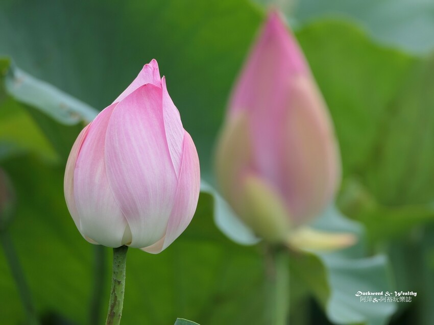 【台南白河景點】「白河蓮花公園」夏日賞荷最佳地點∣沉浸在隨風搖曳粉嫩的花海中∣