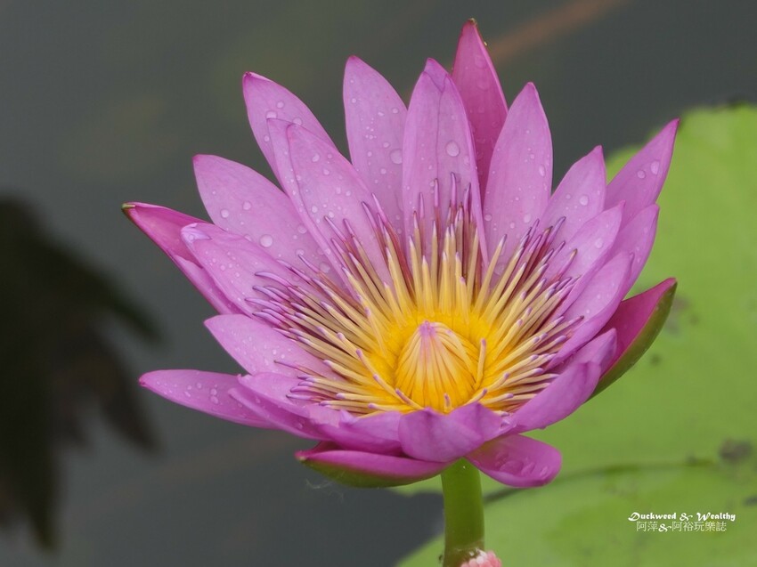 【台南白河景點】「白河蓮花公園」夏日賞荷最佳地點∣沉浸在隨風搖曳粉嫩的花海中∣