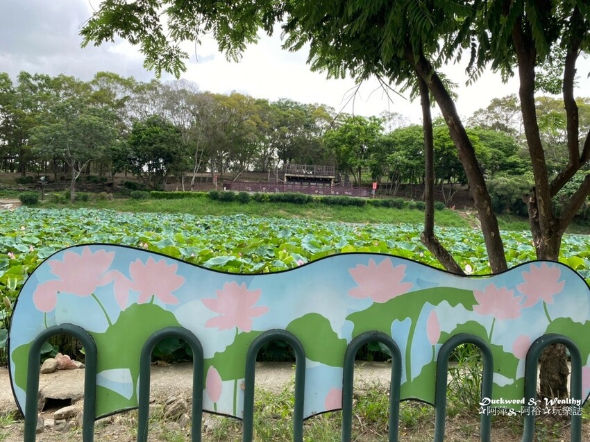 【台南白河景點】「白河蓮花公園」夏日賞荷最佳地點∣沉浸在隨風搖曳粉嫩的花海中∣