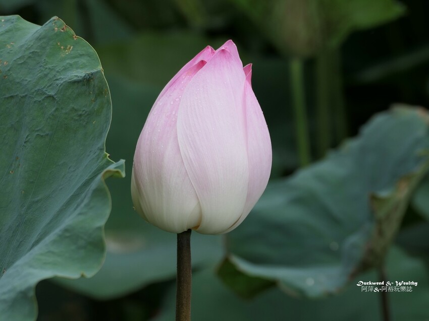 【台南白河景點】「白河蓮花公園」夏日賞荷最佳地點∣沉浸在隨風搖曳粉嫩的花海中∣