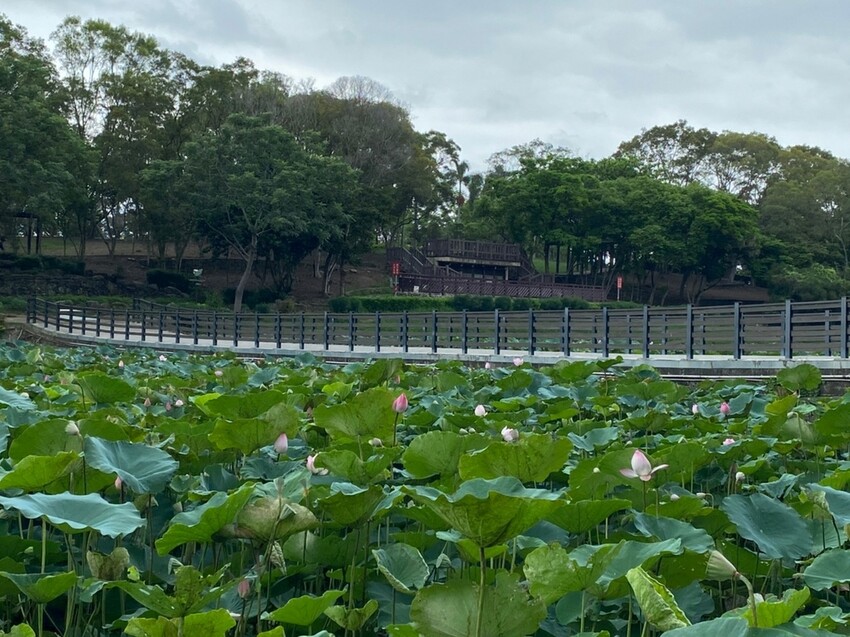 【台南白河景點】「白河蓮花公園」夏日賞荷最佳地點∣沉浸在隨風搖曳粉嫩的花海中∣