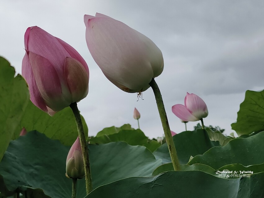 【台南白河景點】「白河蓮花公園」夏日賞荷最佳地點∣沉浸在隨風搖曳粉嫩的花海中∣