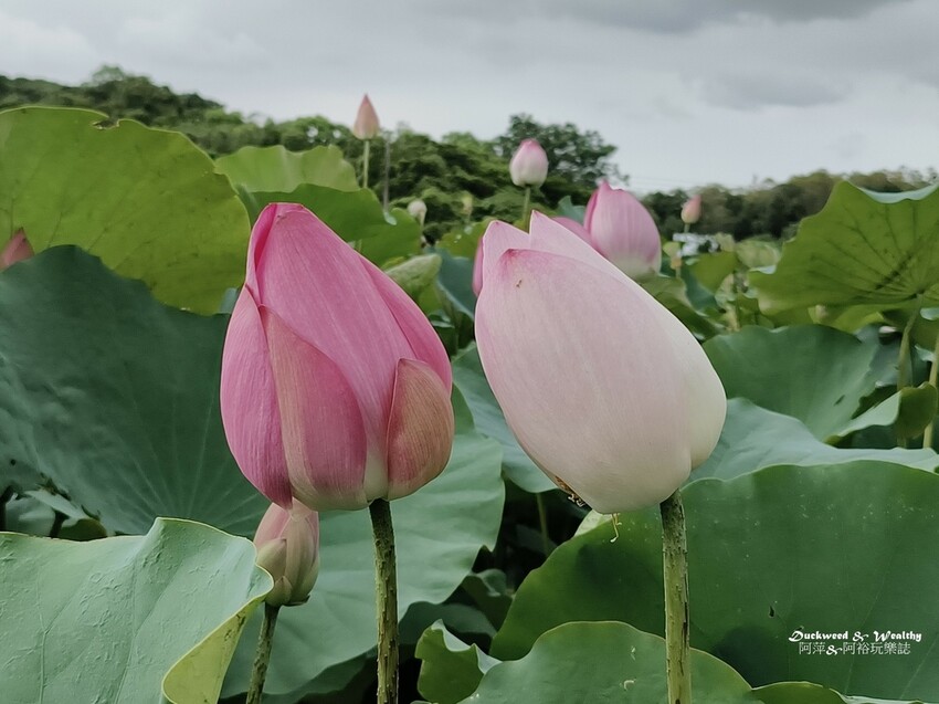 【台南白河景點】「白河蓮花公園」夏日賞荷最佳地點∣沉浸在隨風搖曳粉嫩的花海中∣