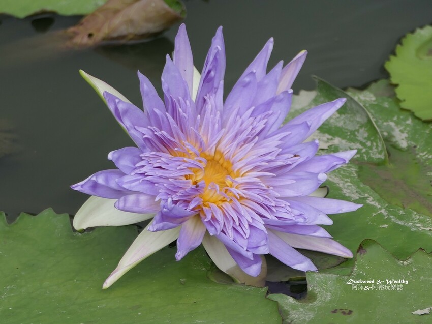 【台南白河景點】「白河蓮花公園」夏日賞荷最佳地點∣沉浸在隨風搖曳粉嫩的花海中∣