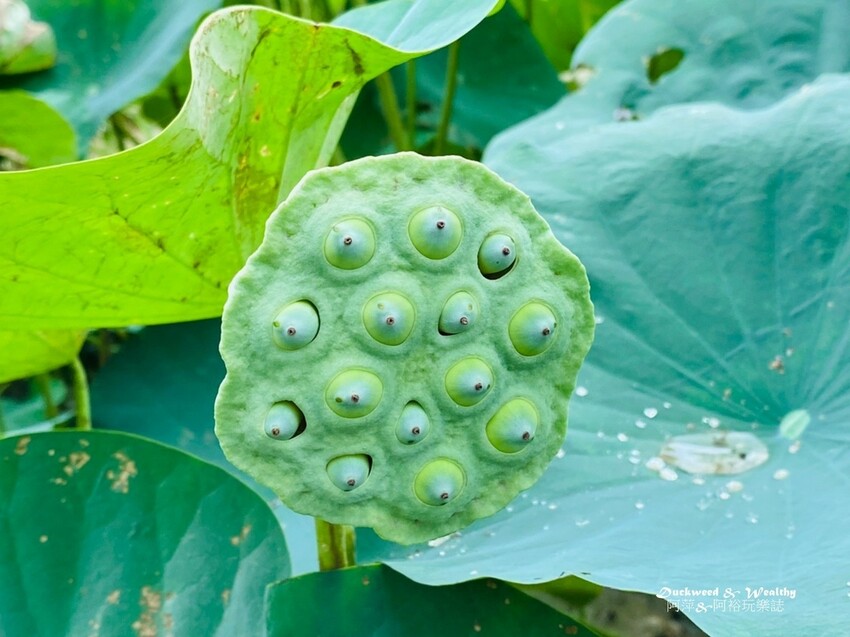 【台南白河景點】「白河蓮花公園」夏日賞荷最佳地點∣沉浸在隨風搖曳粉嫩的花海中∣