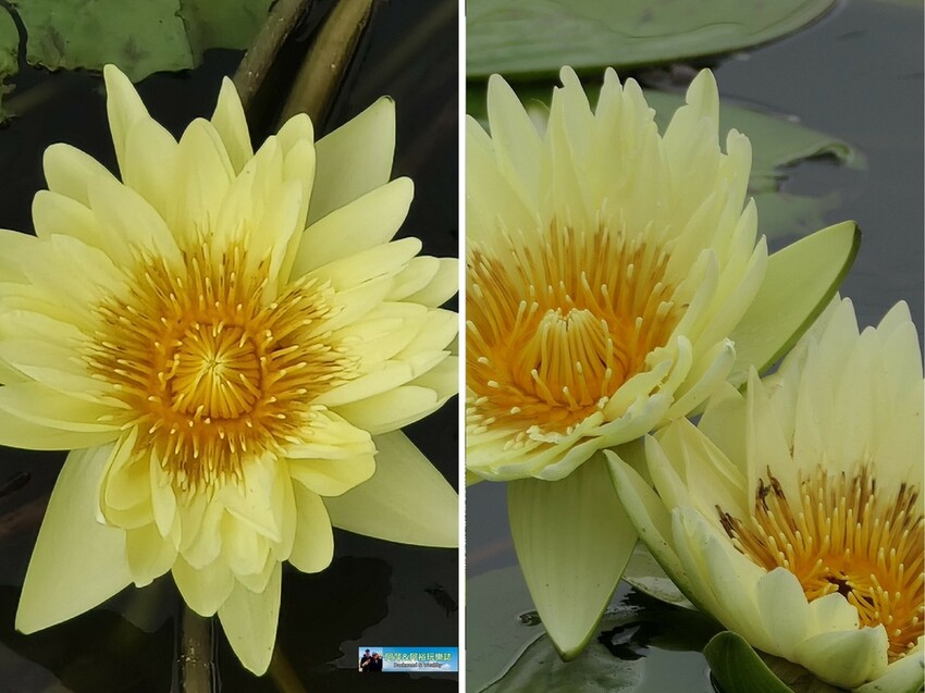 【台南白河景點】「白河蓮花公園」夏日賞荷最佳地點∣沉浸在隨風搖曳粉嫩的花海中∣