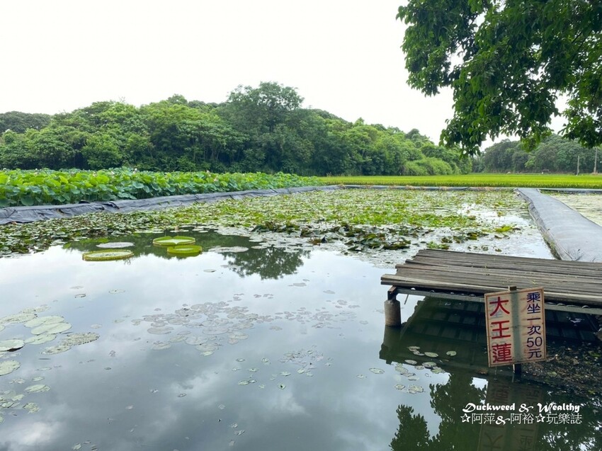 【台南白河景點】「白河蓮花公園」夏日賞荷最佳地點∣沉浸在隨風搖曳粉嫩的花海中∣