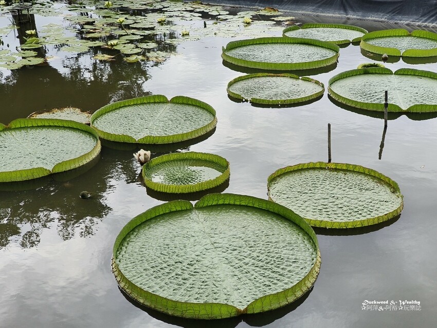 【台南白河景點】「白河蓮花公園」夏日賞荷最佳地點∣沉浸在隨風搖曳粉嫩的花海中∣