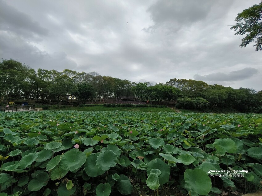 【台南白河景點】「白河蓮花公園」夏日賞荷最佳地點∣沉浸在隨風搖曳粉嫩的花海中∣