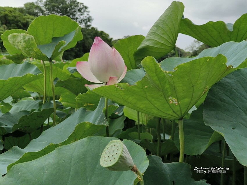 【台南白河景點】「白河蓮花公園」夏日賞荷最佳地點∣沉浸在隨風搖曳粉嫩的花海中∣