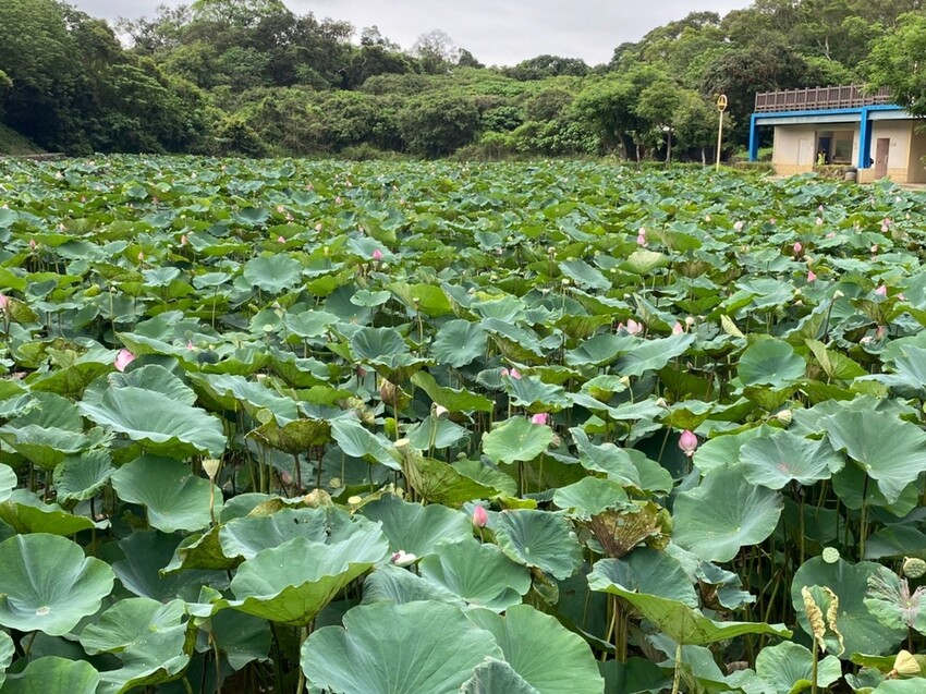 【台南白河景點】「白河蓮花公園」夏日賞荷最佳地點∣沉浸在隨風搖曳粉嫩的花海中∣