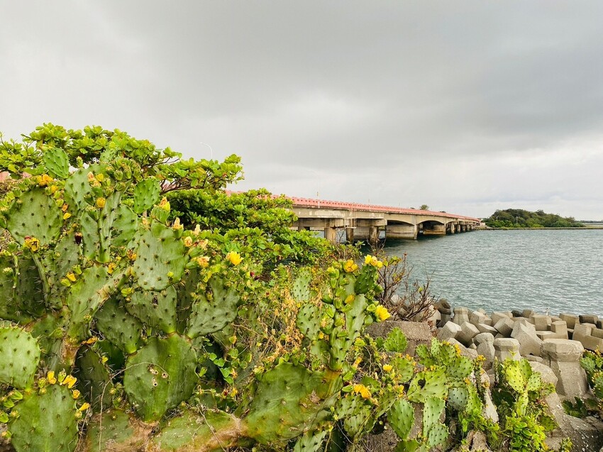 【台南景點】台江四草海堤「台江阿嬤」∣漂流木藝術地景創作∣「吾海吾江」台江最熱門的打卡景點∣