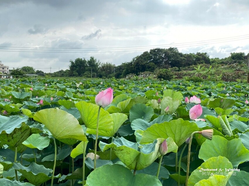 【台南白河景點】「白河蓮花公園」夏日賞荷最佳地點∣沉浸在隨風搖曳粉嫩的花海中∣