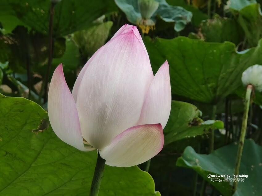 【台南白河景點】「白河蓮花公園」夏日賞荷最佳地點∣沉浸在隨風搖曳粉嫩的花海中∣