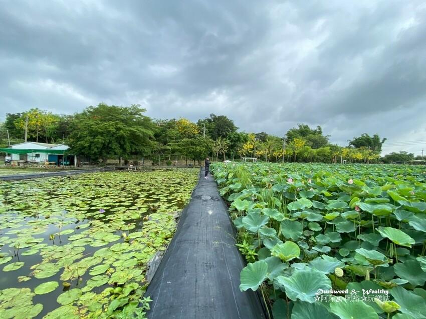 【台南白河景點】「白河蓮花公園」夏日賞荷最佳地點∣沉浸在隨風搖曳粉嫩的花海中∣