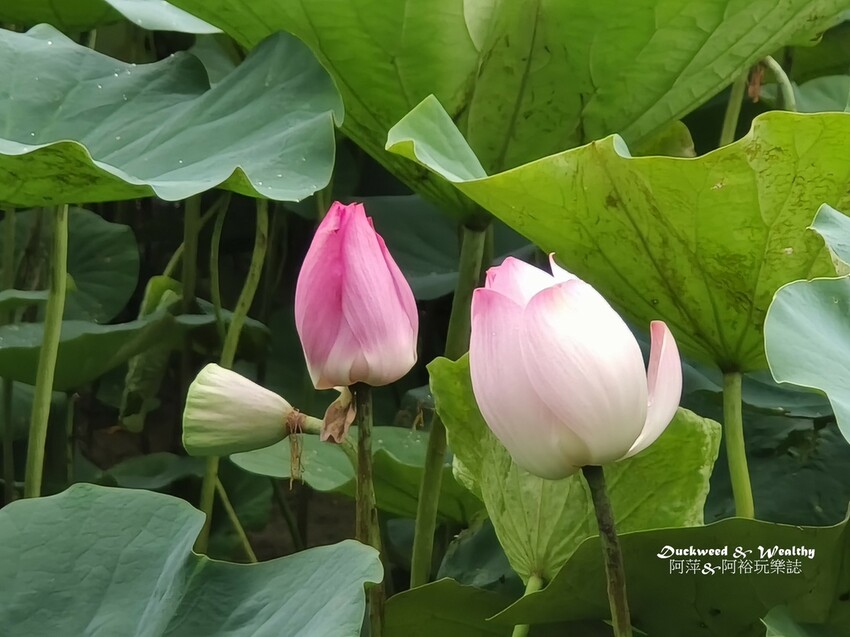 【台南白河景點】「白河蓮花公園」夏日賞荷最佳地點∣沉浸在隨風搖曳粉嫩的花海中∣