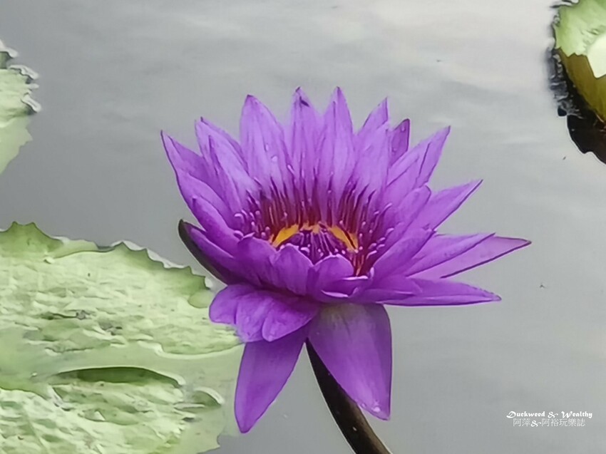 【台南白河景點】「白河蓮花公園」夏日賞荷最佳地點∣沉浸在隨風搖曳粉嫩的花海中∣