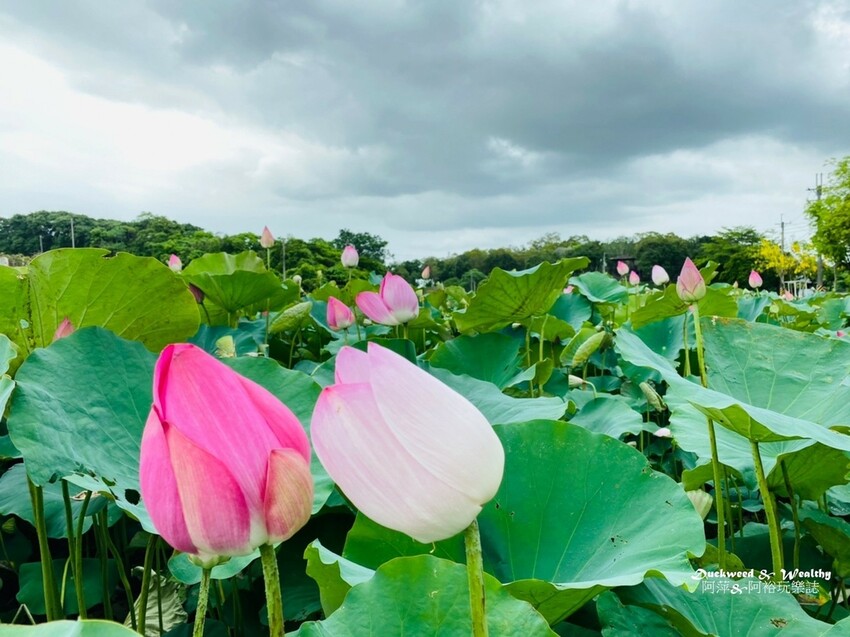 【台南白河景點】「白河蓮花公園」夏日賞荷最佳地點∣沉浸在隨風搖曳粉嫩的花海中∣