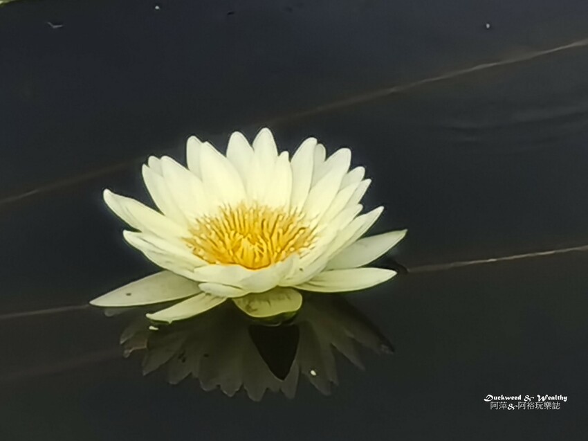 【台南白河景點】「白河蓮花公園」夏日賞荷最佳地點∣沉浸在隨風搖曳粉嫩的花海中∣