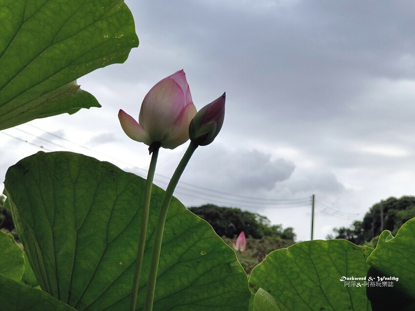 【台南白河景點】「白河蓮花公園」夏日賞荷最佳地點∣沉浸在隨風搖曳粉嫩的花海中∣