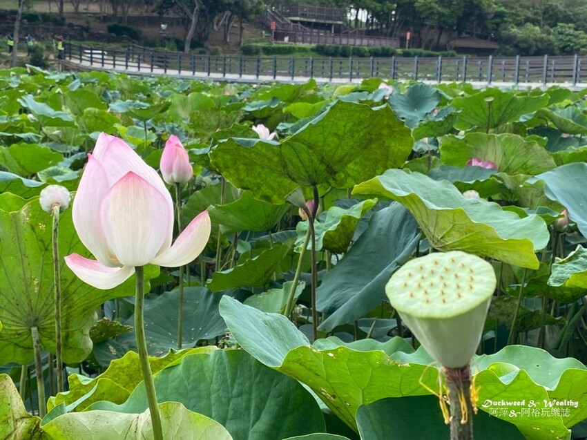 【台南白河景點】「白河蓮花公園」夏日賞荷最佳地點∣沉浸在隨風搖曳粉嫩的花海中∣