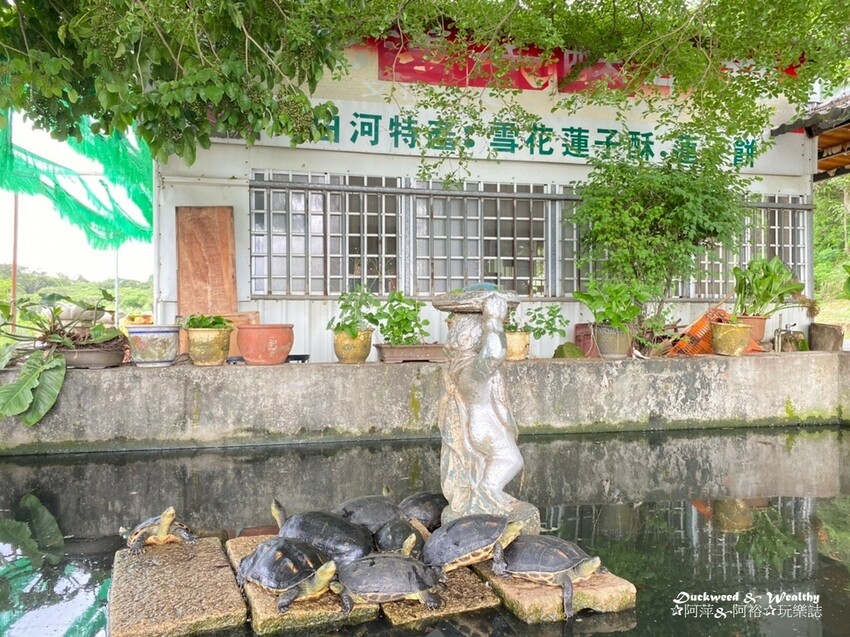 【台南白河景點】「白河蓮花公園」夏日賞荷最佳地點∣沉浸在隨風搖曳粉嫩的花海中∣