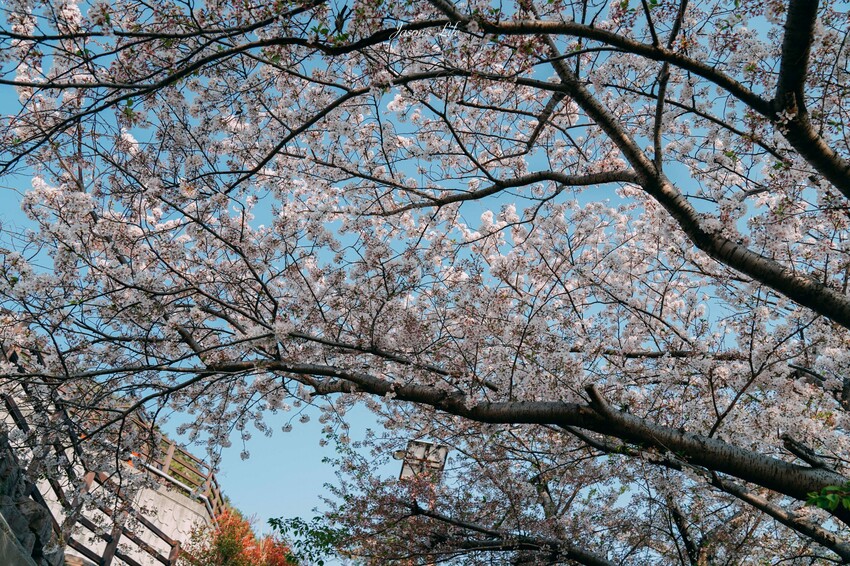 【韓國釜山｜景點】白淺灘文化村(흰여울문화마을)。影島必去景點，無數間海景咖啡廳，欣賞夕陽的約會散步景