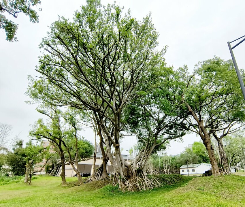 【桃園】南昌運動公園.營區改建休閒好去處!