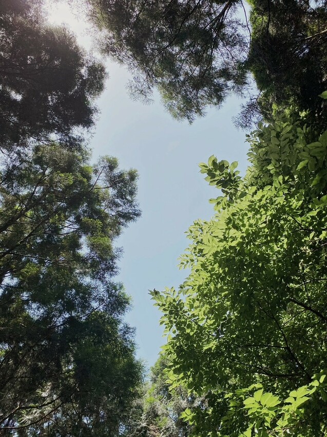 吸取芬多精，夏季消暑肖楠步道，不能錯過宜蘭在地人才知道的養生美食