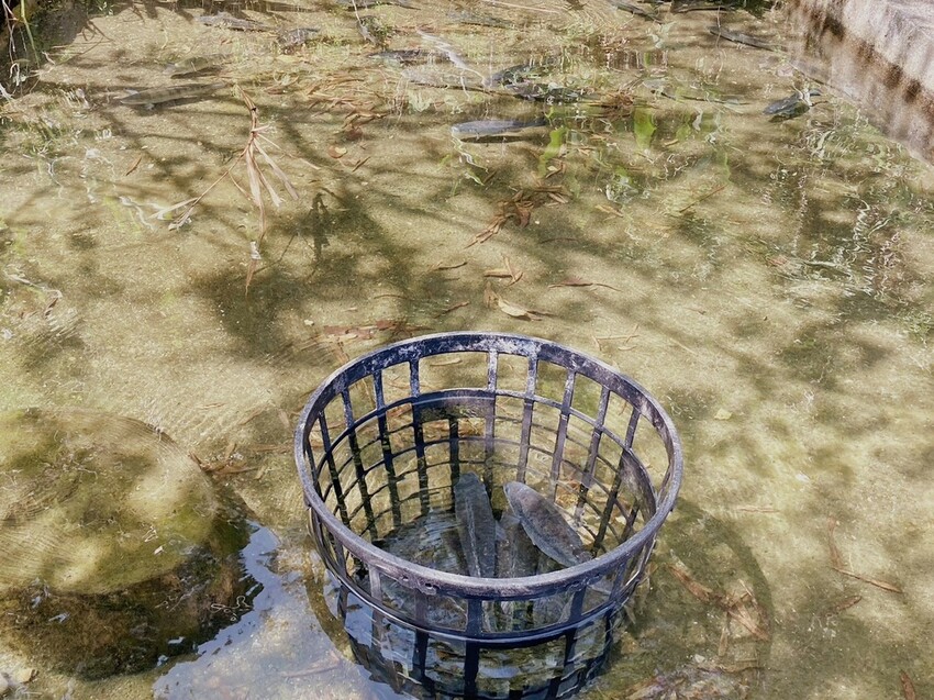 吸取芬多精，夏季消暑肖楠步道，不能錯過宜蘭在地人才知道的養生美食