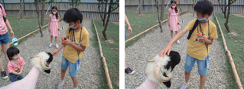 「廢物媽媽育兒農場」 新竹最夯親子一日遊情侶約會新景點,近距離跟水豚君、草泥馬、梅花鹿和柯爾鴨一起玩 預約說明