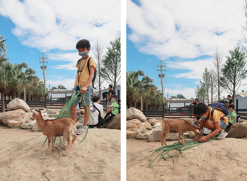「廢物媽媽育兒農場」 新竹最夯親子一日遊情侶約會新景點,近距離跟水豚君、草泥馬、梅花鹿和柯爾鴨一起玩 預約說明