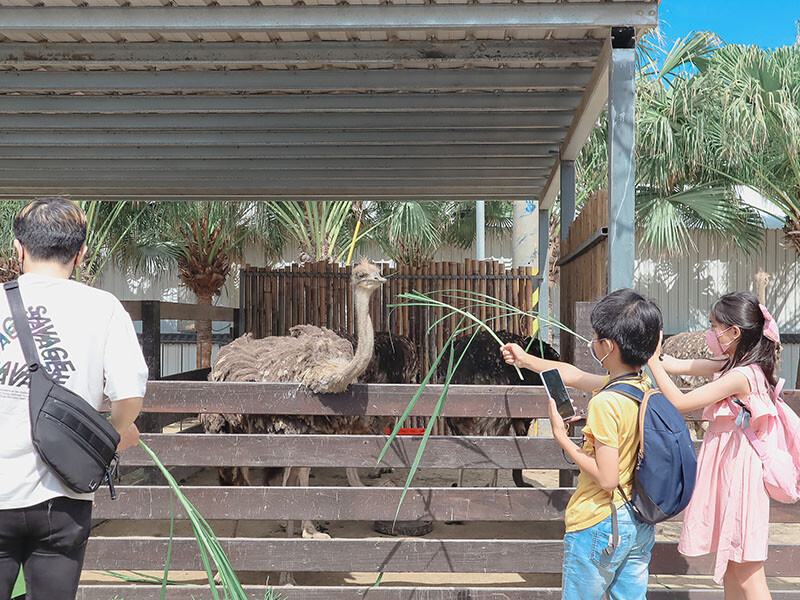 「廢物媽媽育兒農場」 新竹最夯親子一日遊情侶約會新景點,近距離跟水豚君、草泥馬、梅花鹿和柯爾鴨一起玩 預約說明